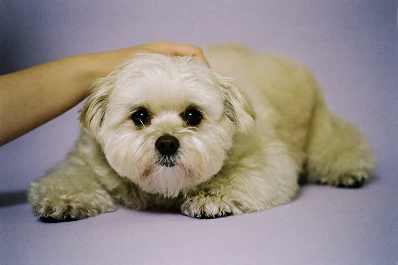 A small dog resting after a groom, coat soft and fluffy