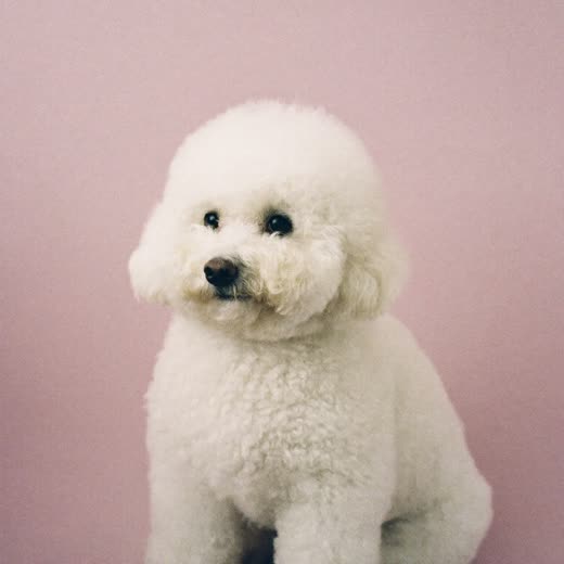 A freshly groomed small white dog sitting against a pale pink backdrop