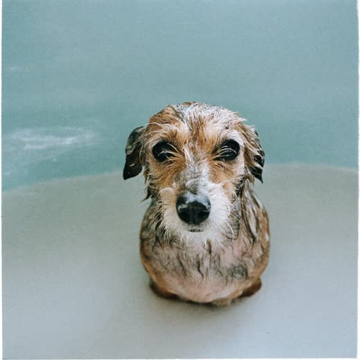 A wet terrier mid-bath with damp soapy fur