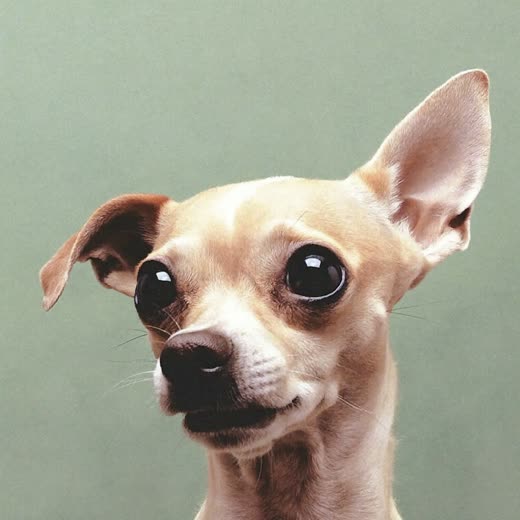 A small dog's head with clean ears and bright eyes