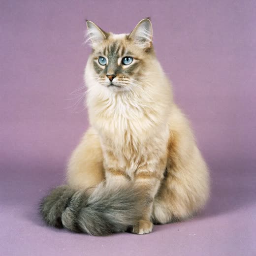 A long-haired cat with a smoothly brushed coat